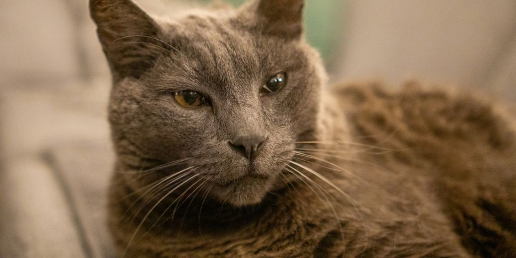 Gray grey brown lying cat