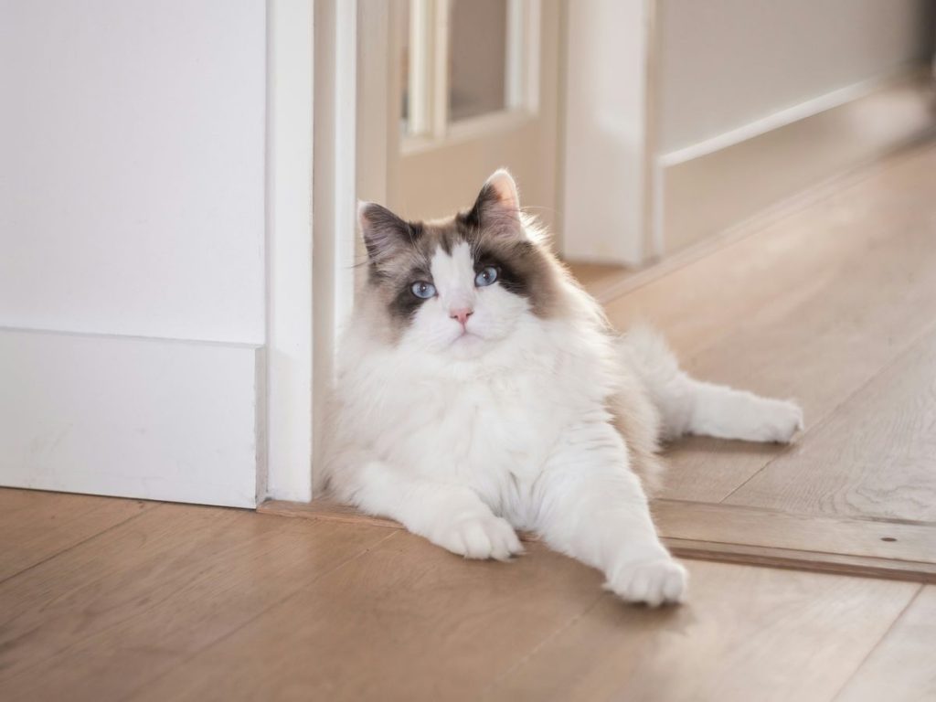 White black kitten door