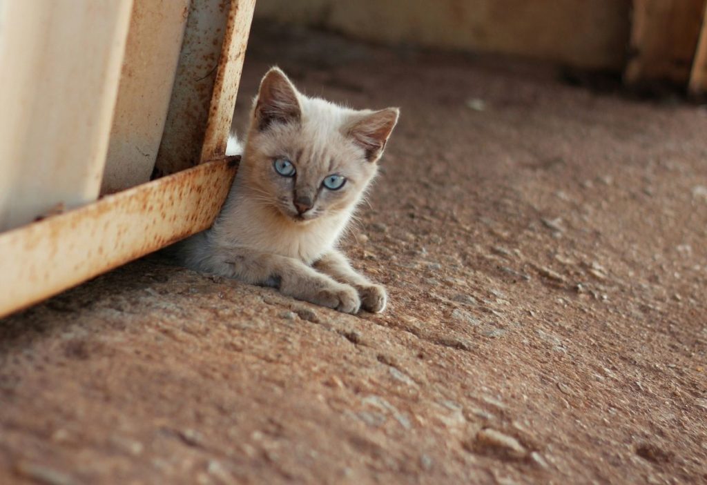 White kitten outdoor