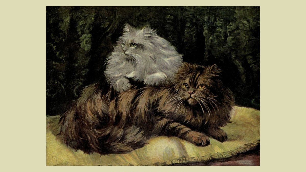 Exploring the Cutest Cat Breeds