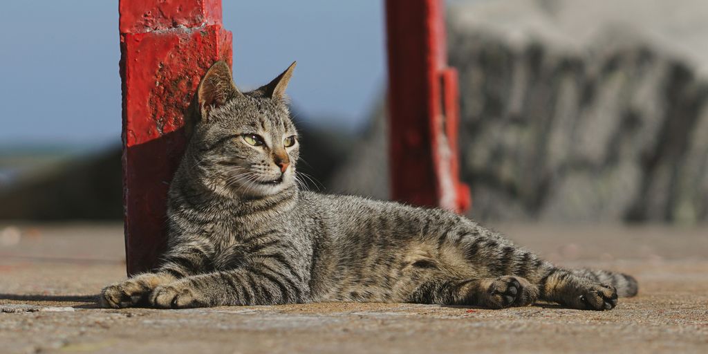 Tabby lying street cat
