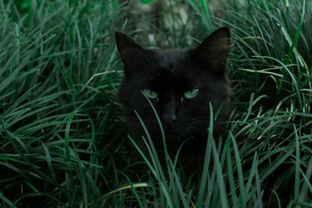 Black grass outdoor cat