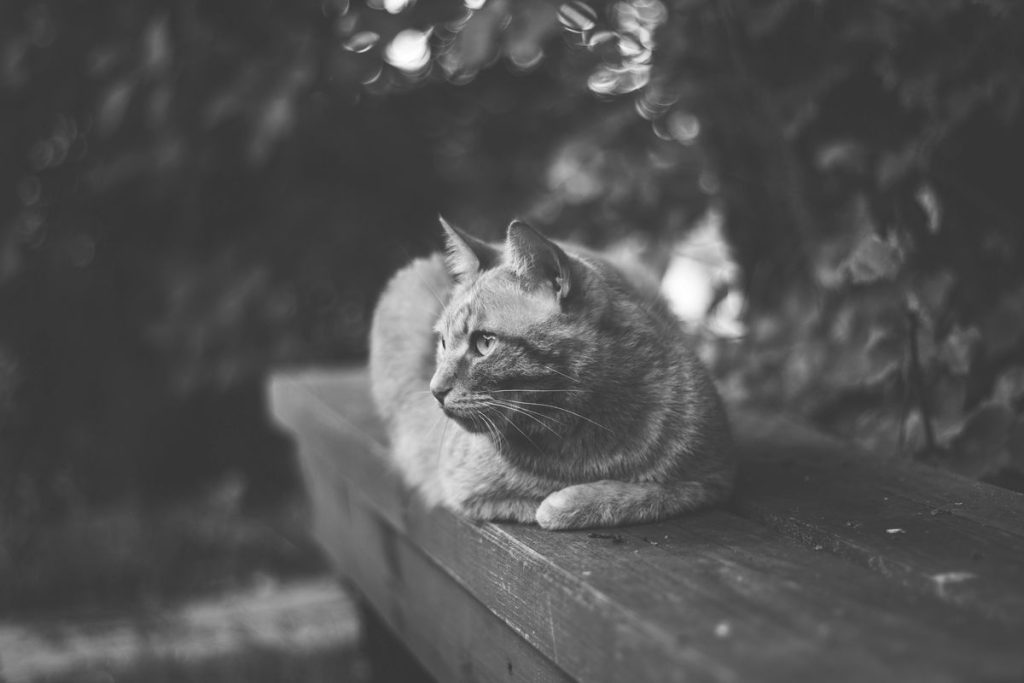 Tabby black-and-white photo cat