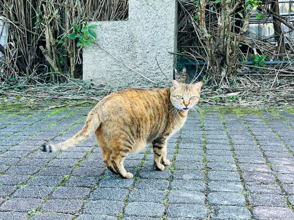 Orange ginger outdoor street walking cat