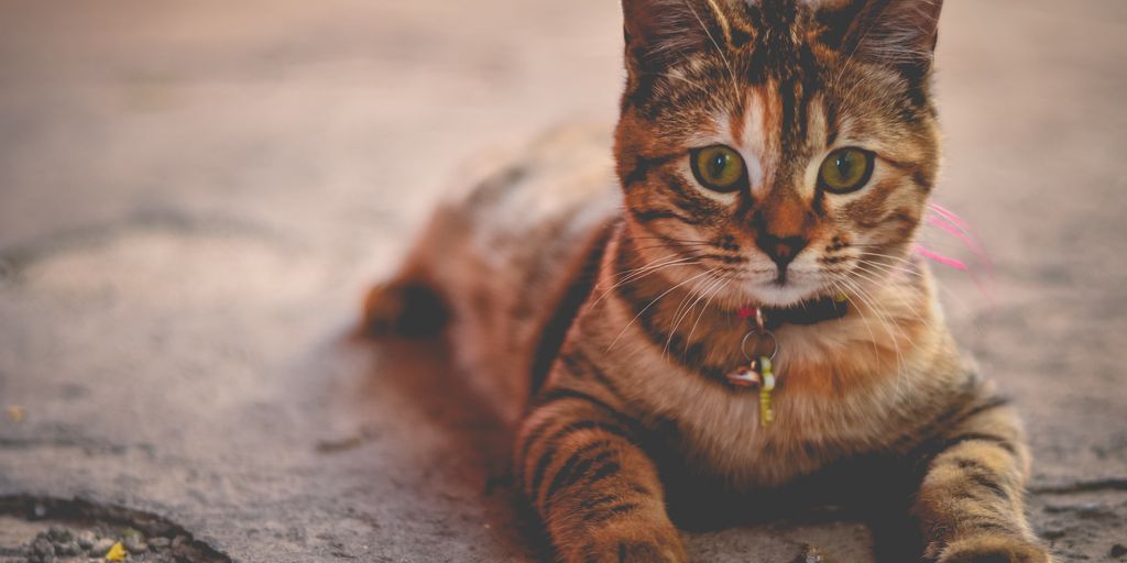 Bengal tabby lying cat