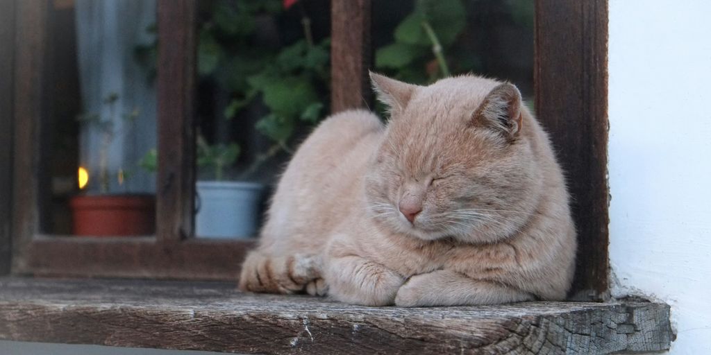 Cream white british shorthair lying cat