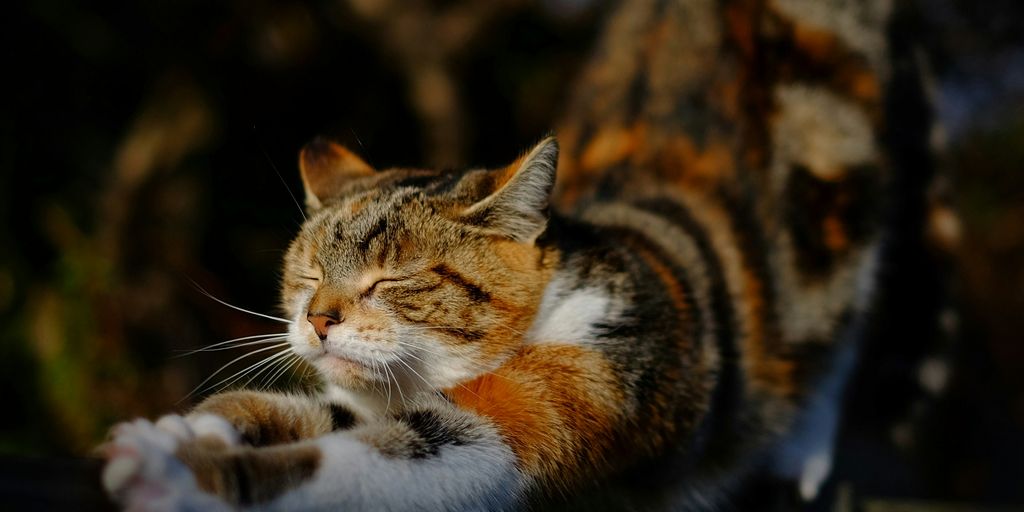 Calico tortie lying cat