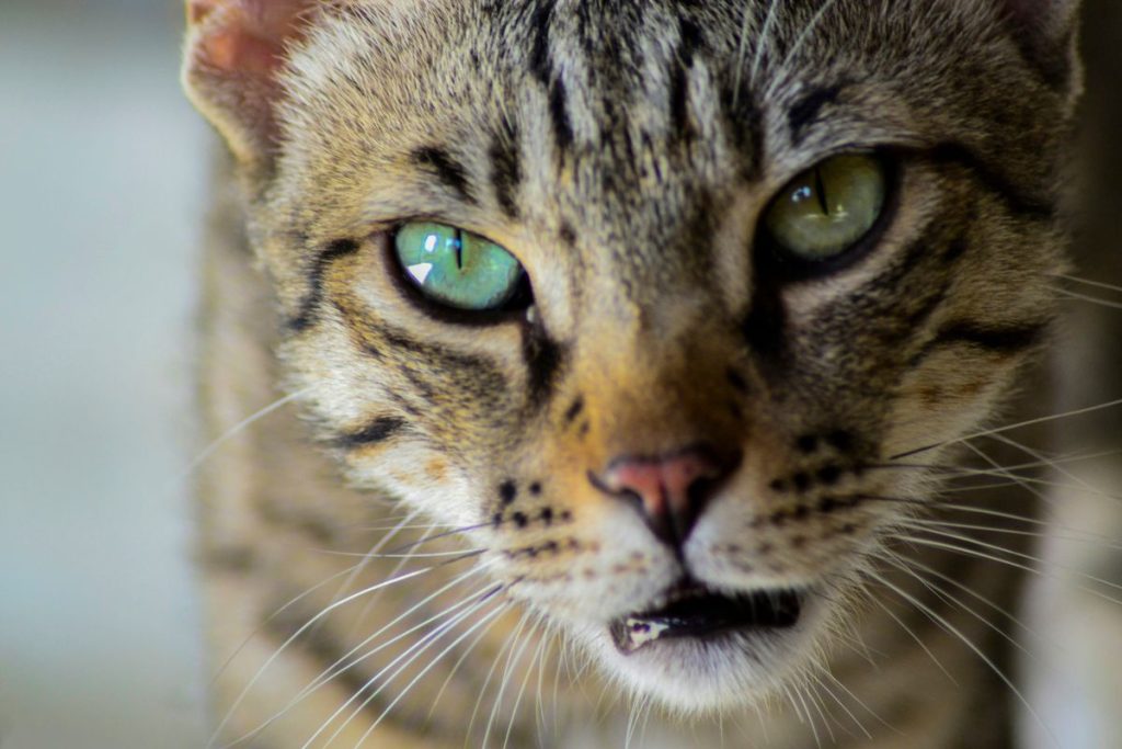 Tabby green eyes face cat