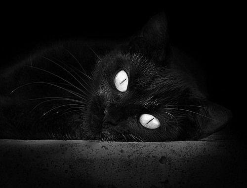 Cat for the FIV and FeLV cat coverage comparison