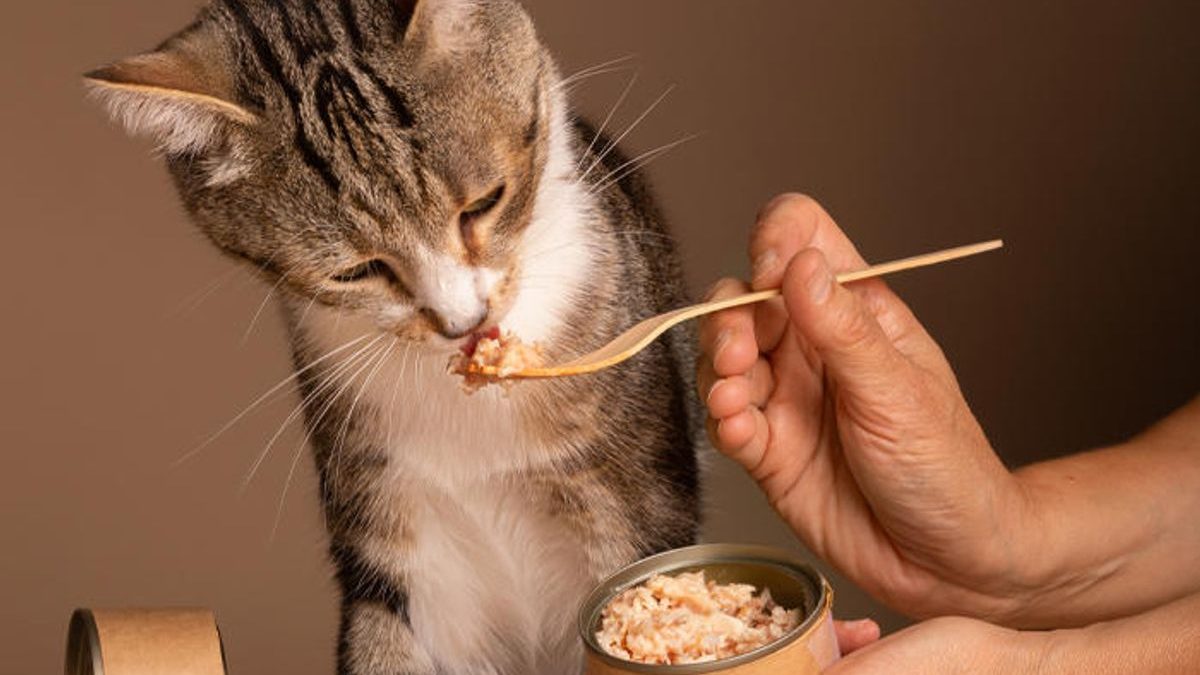 Fromm Cat Food Review: Is It Right for Your Cat?
