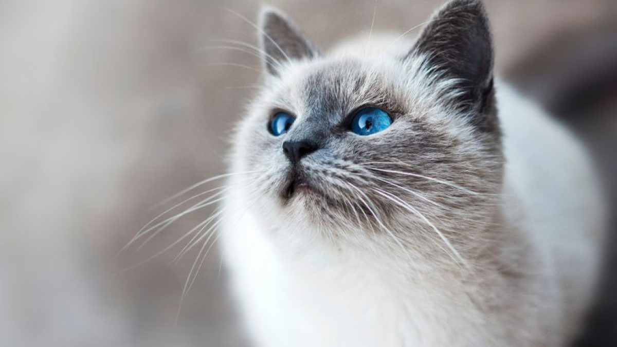 Gifts for Cat Dads: Unique and Thoughtful Presents for Feline-Loving Fathers