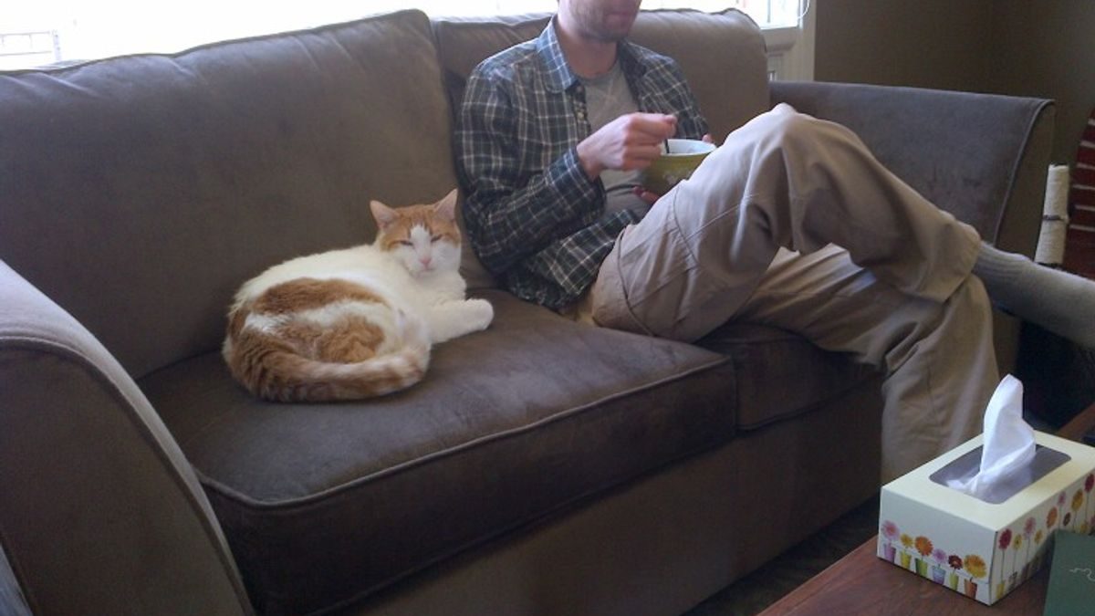 Hairball Cat Food Side Effects: What You Need to Know