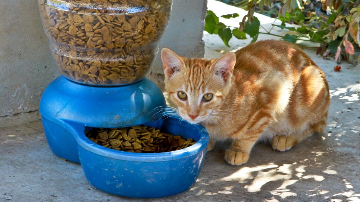 Halo Cat Food Review: Ingredients, Quality, and More