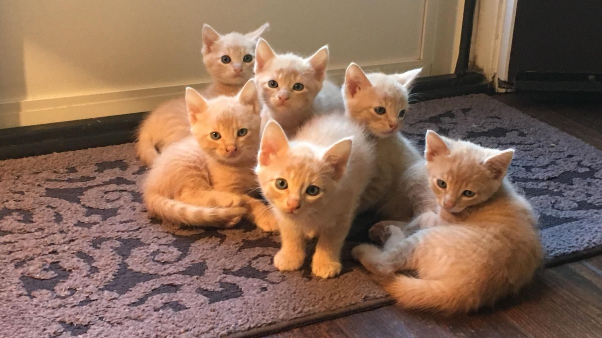 How Long to Confine a Cat After Spay/Neuter Surgery