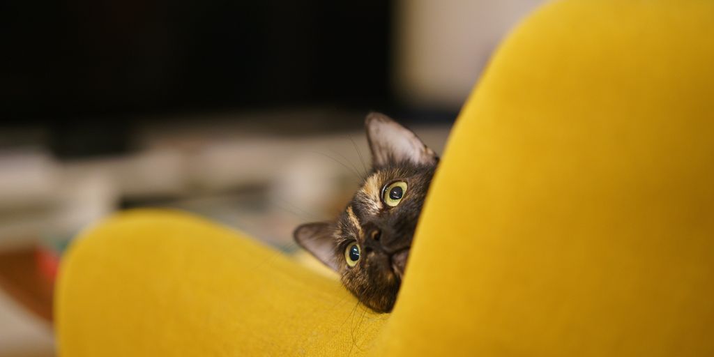 Tabby yellow chair cat
