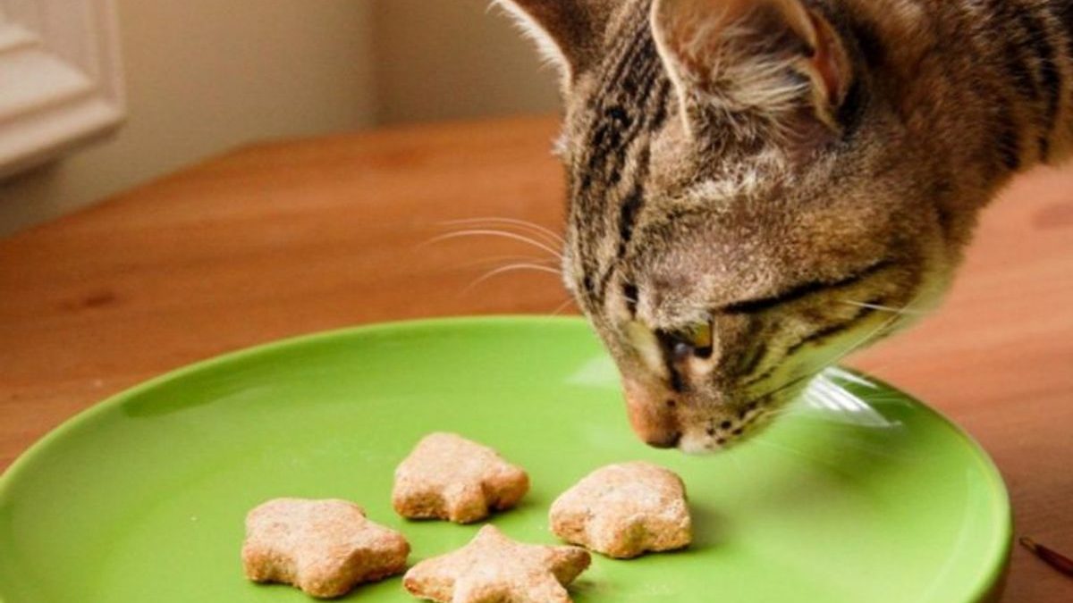 How to Pick the Purrfect Cat Treats: A Guide for Cat Owners