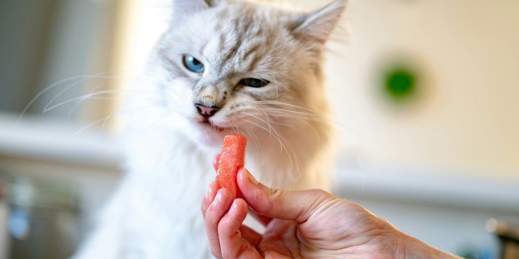 White eating treat hand cat