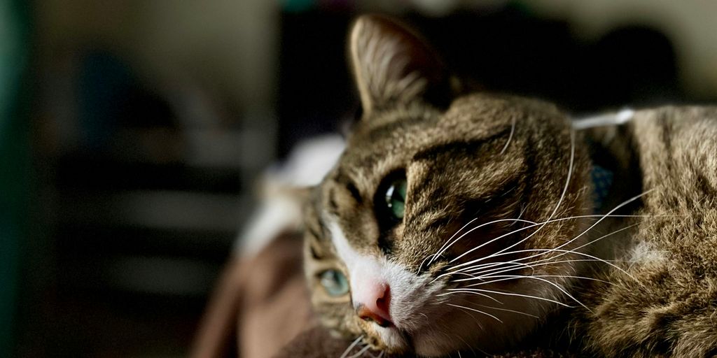 Tabby lying face cat