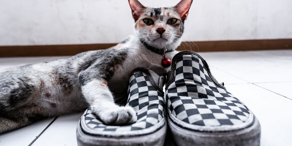 Tabby shoes sneakers cat