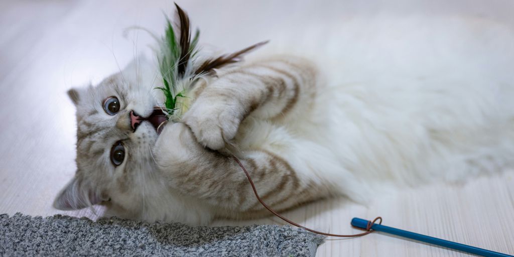 White tabby playing cat