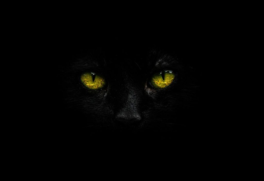 Black eyes dark cat