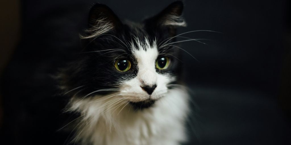 Black white tuxedo longhair cat