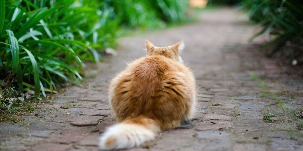 Orange ginger walking path outdoor cat