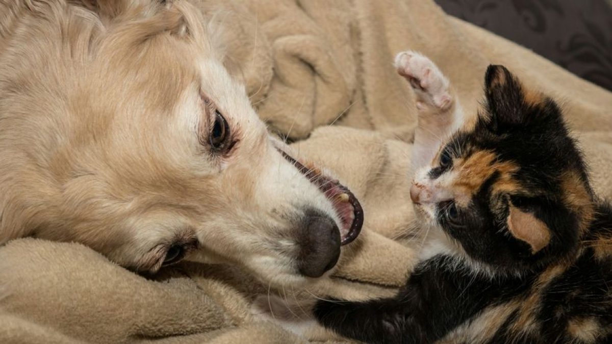 Inter-Species Playtime: How Cats and Dogs Can Play Together
