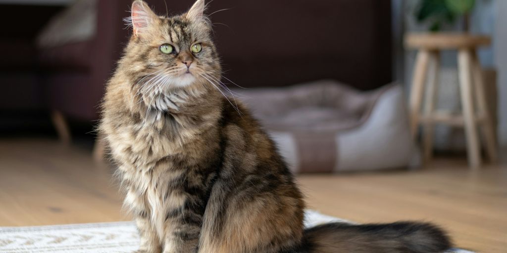 Maine coon longhair tabby cat