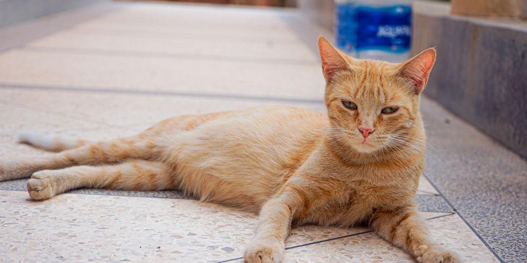 Orange ginger lying cat