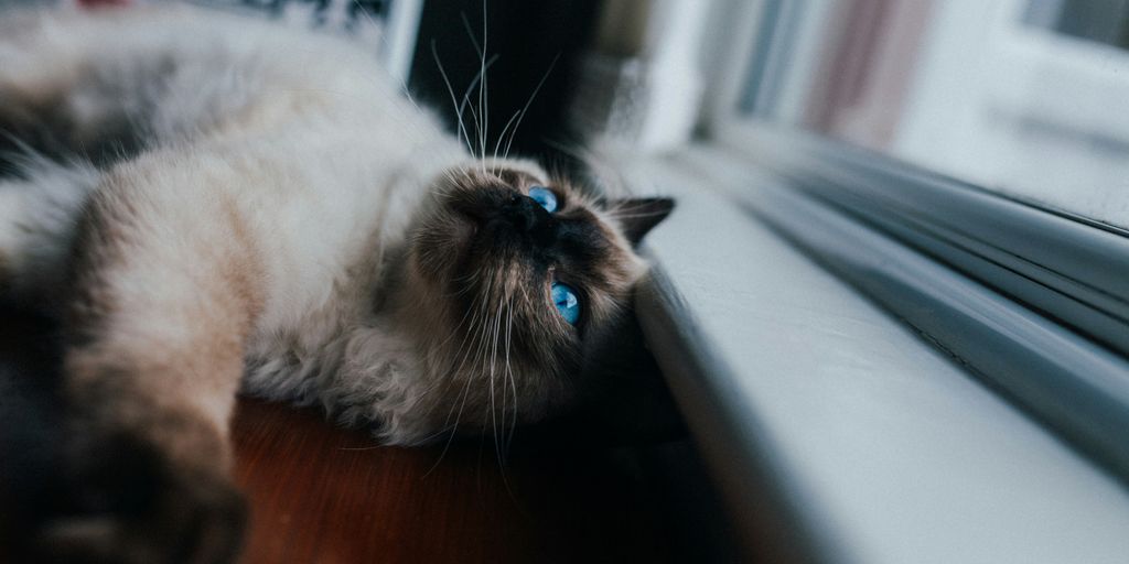 Gray dog cat window