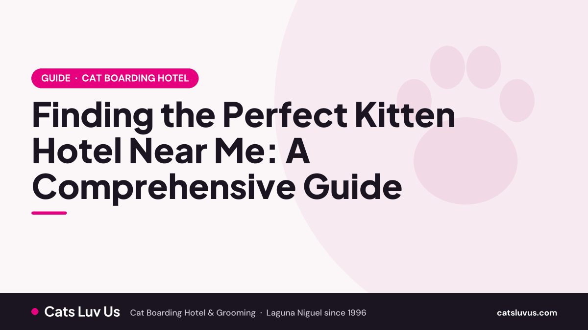 Finding the Perfect Kitten Hotel Near Me: A Comprehensive Guide