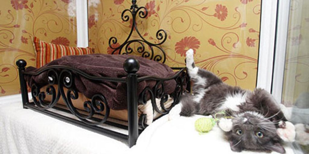Cats bed furniture