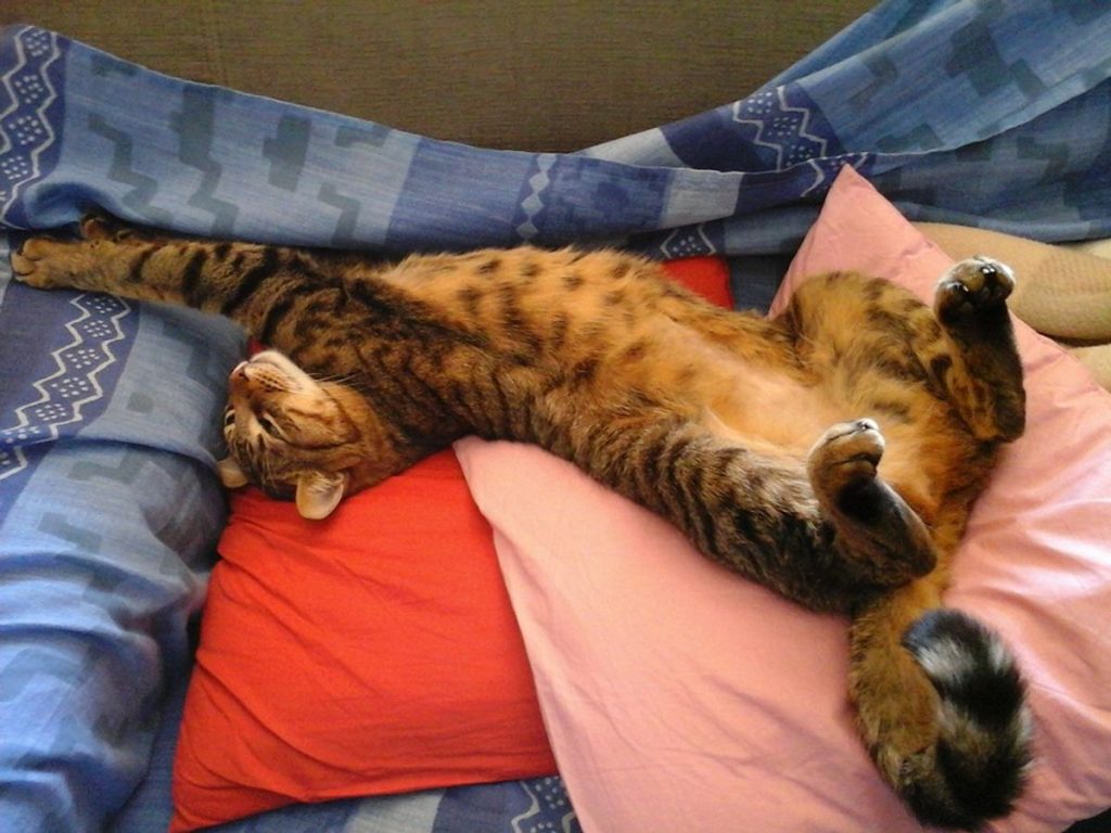 Tabby lying pillows cat