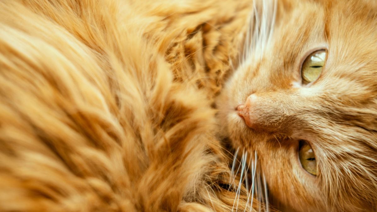 Maine Coon Magic: Choosing the Perfect Name