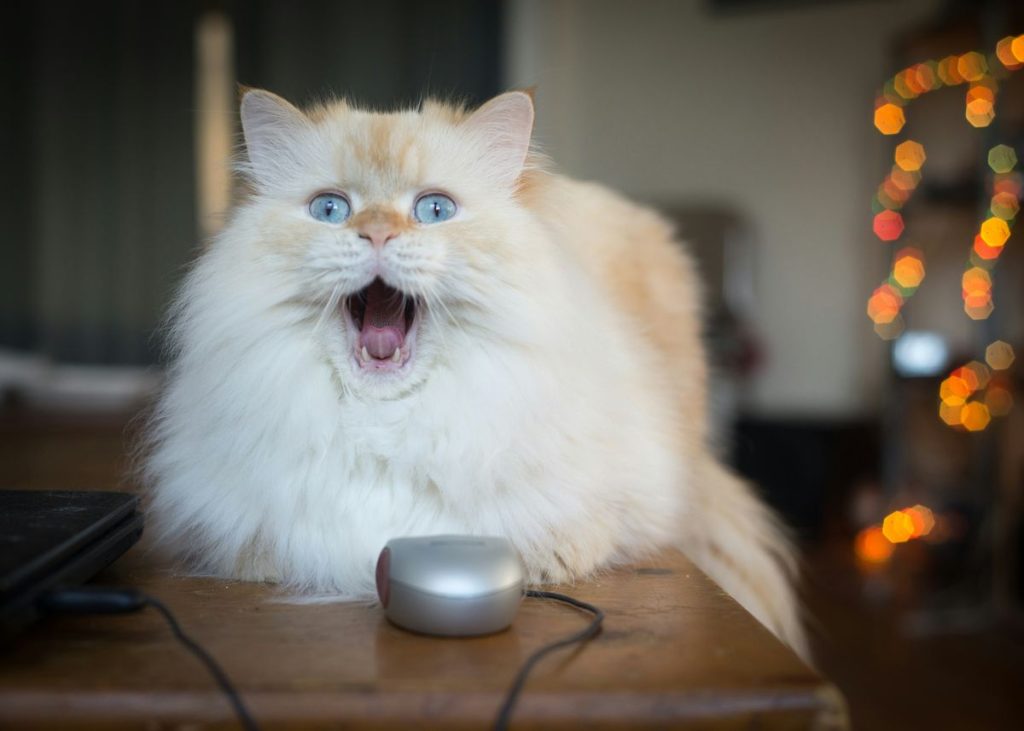 White longhair meowing cat