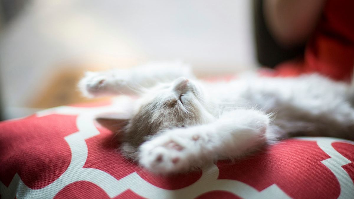 Navigating Ownership: Worst Cat Breeds for First-Time Owners