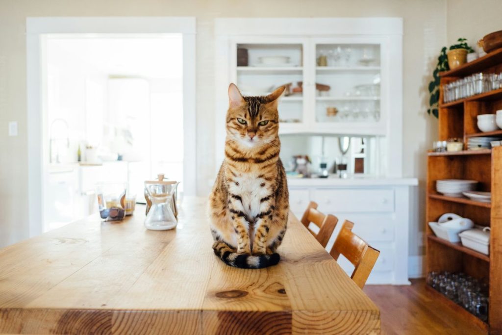Tabby bengal kitchen table sitting cat