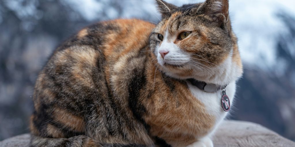 Calico tortie lying outdoor cat