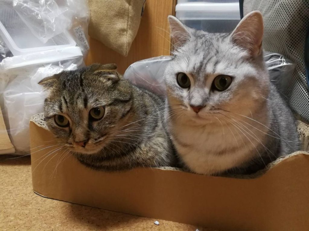 Tabby two cats box