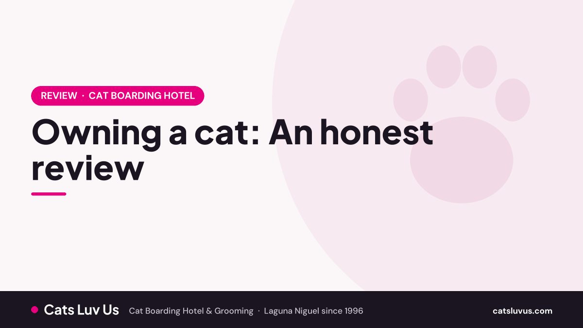 Owning a cat: An honest review