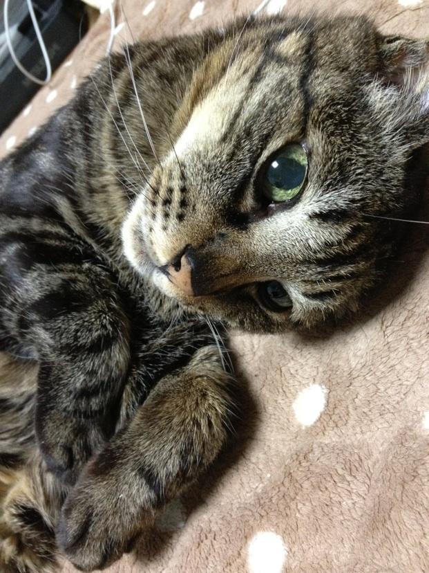 Cat for pet insurance agent training guide