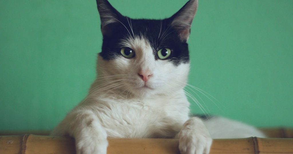 Pet insurance cost
