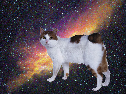 Cat for the exotic animal pet insurance guide