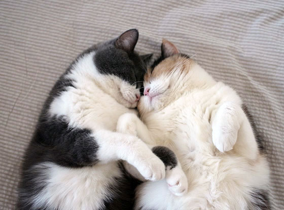 Cat for the pet insurance for older cats guide
