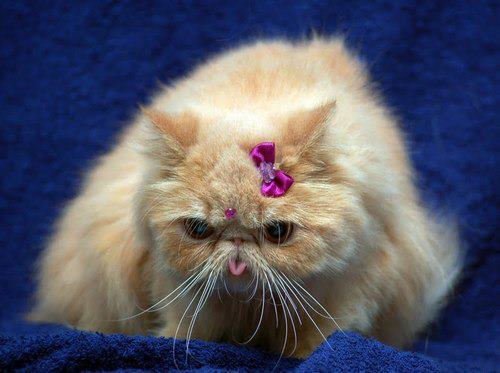 Cat for pet insurance for retirees guide