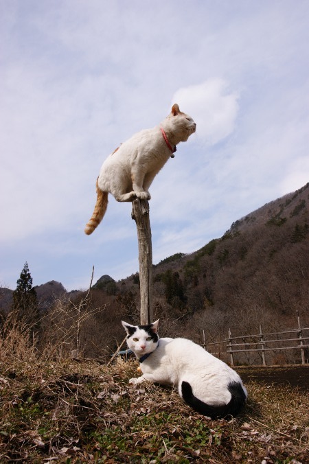 Cat for pet insurance for senior citizens guide