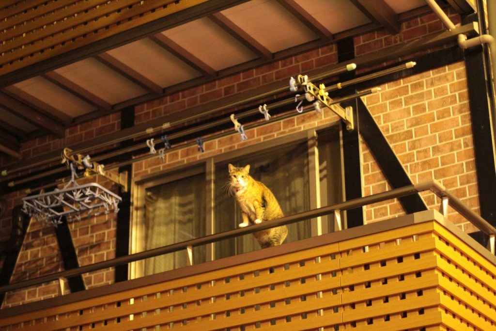 Cat for pet insurance global banking integration