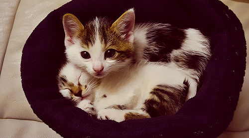 Cat for pet insurance senior citizen discount guide