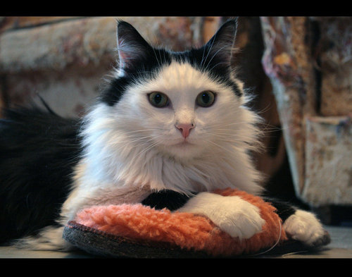 Cat for pet insurance that starts immediately